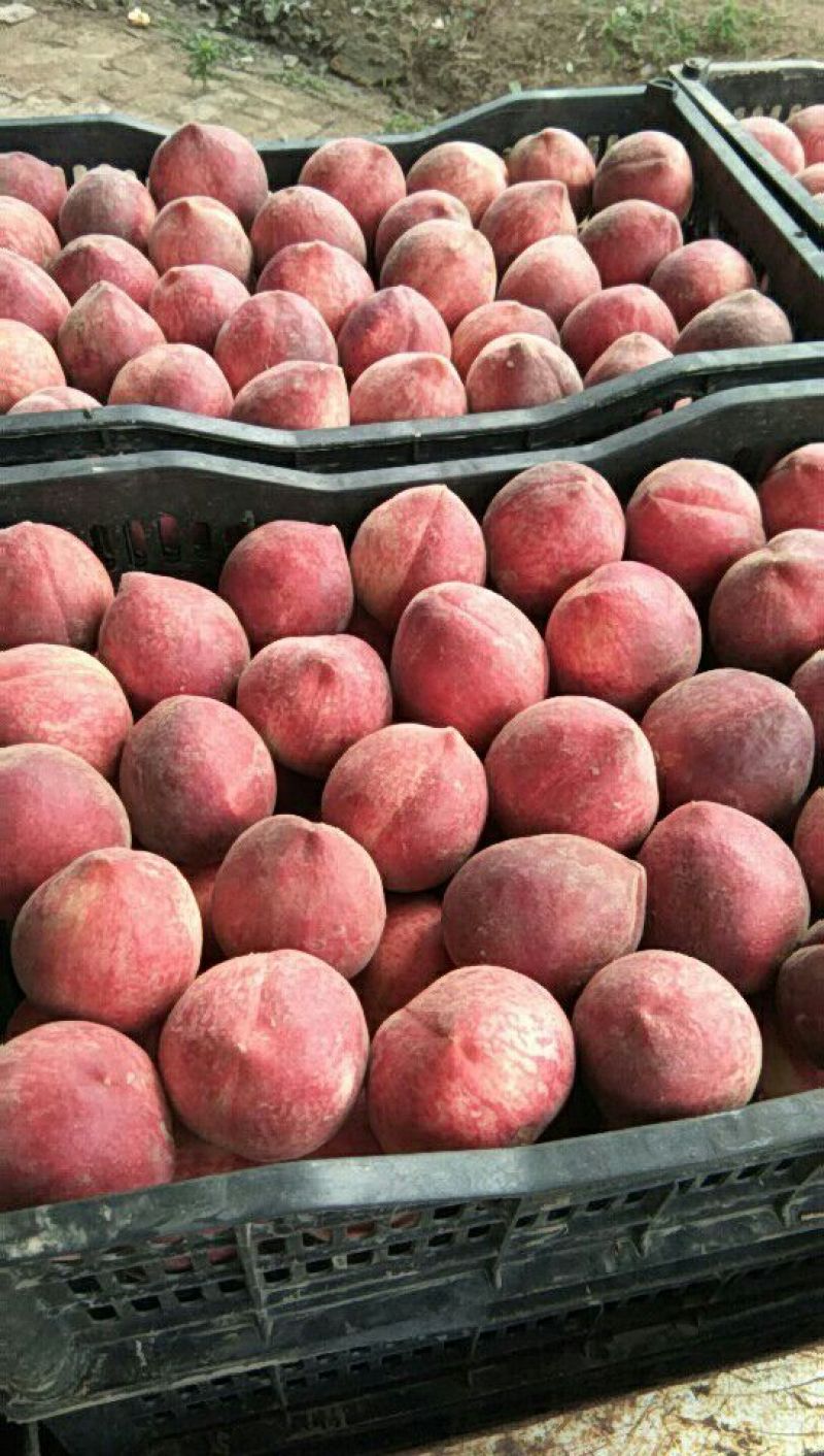 春雪桃，6月大量上市有需要联系