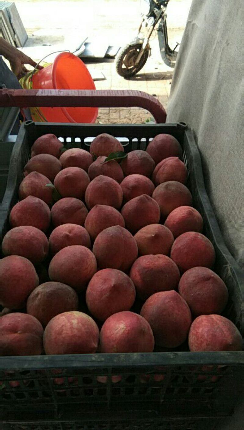 春雪桃，6月大量上市有需要联系