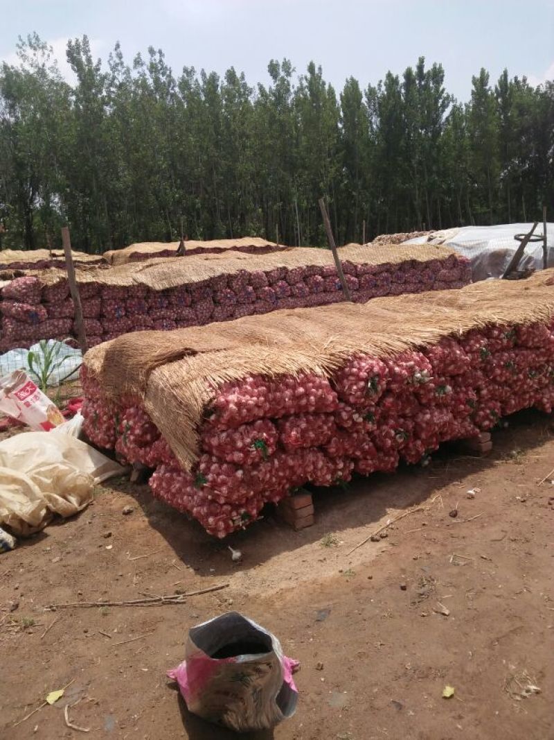河北馆陶紫皮蒜金磊果蔬大量供应产地杂交大蒜优质鲜蒜
