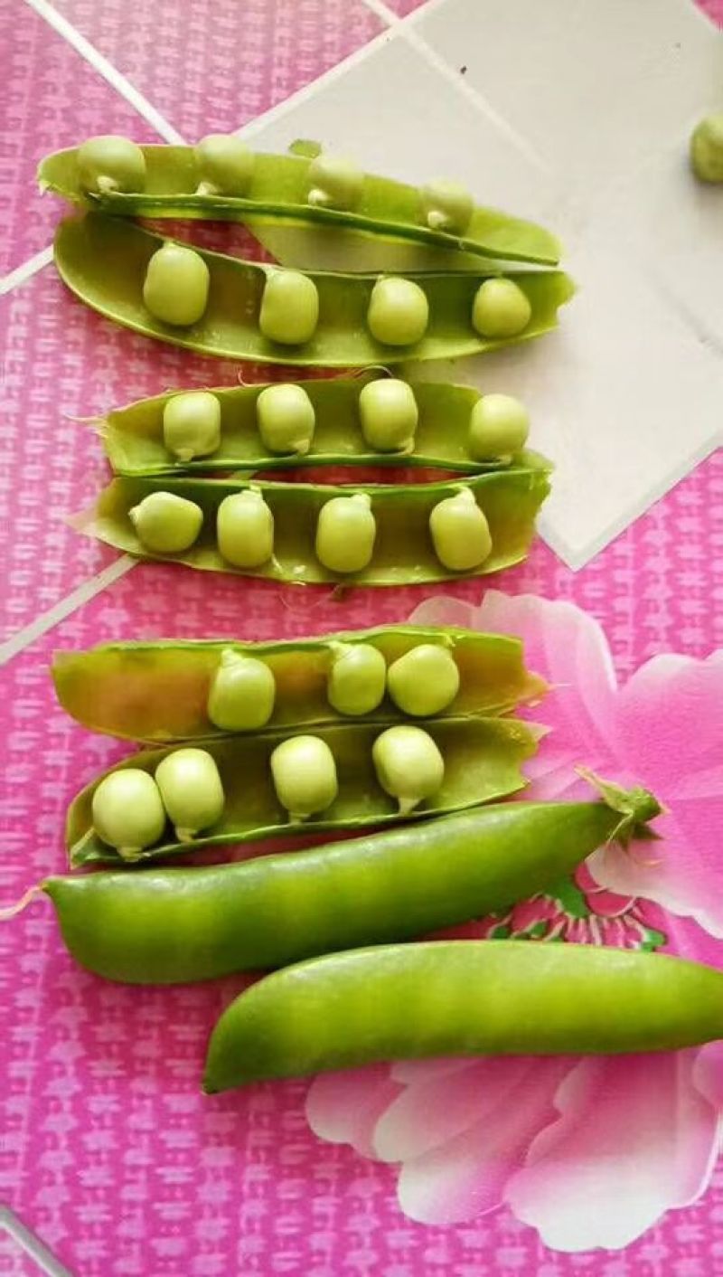 【优质】吉林青豌豆豌豆豌豆荚产地直供