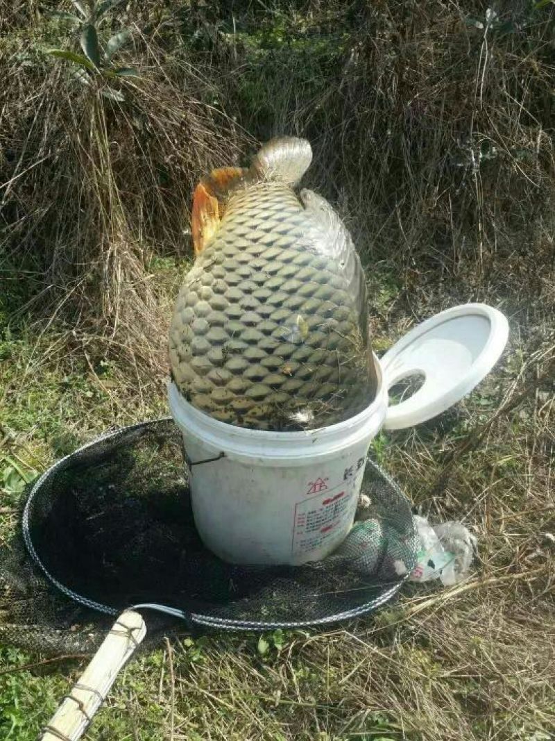 鲤鱼