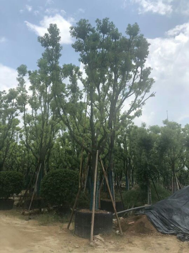 全冠香樟，骨架香樟18-20公分
