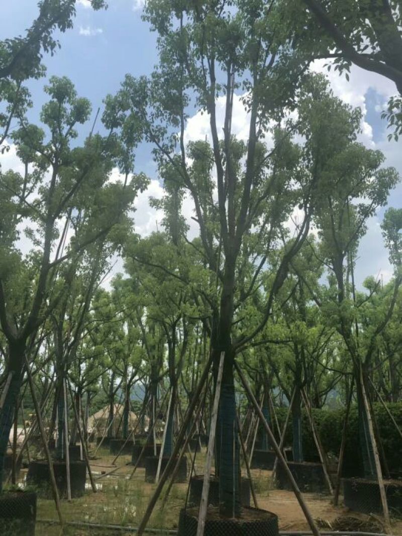 全冠香樟，骨架香樟18-20公分