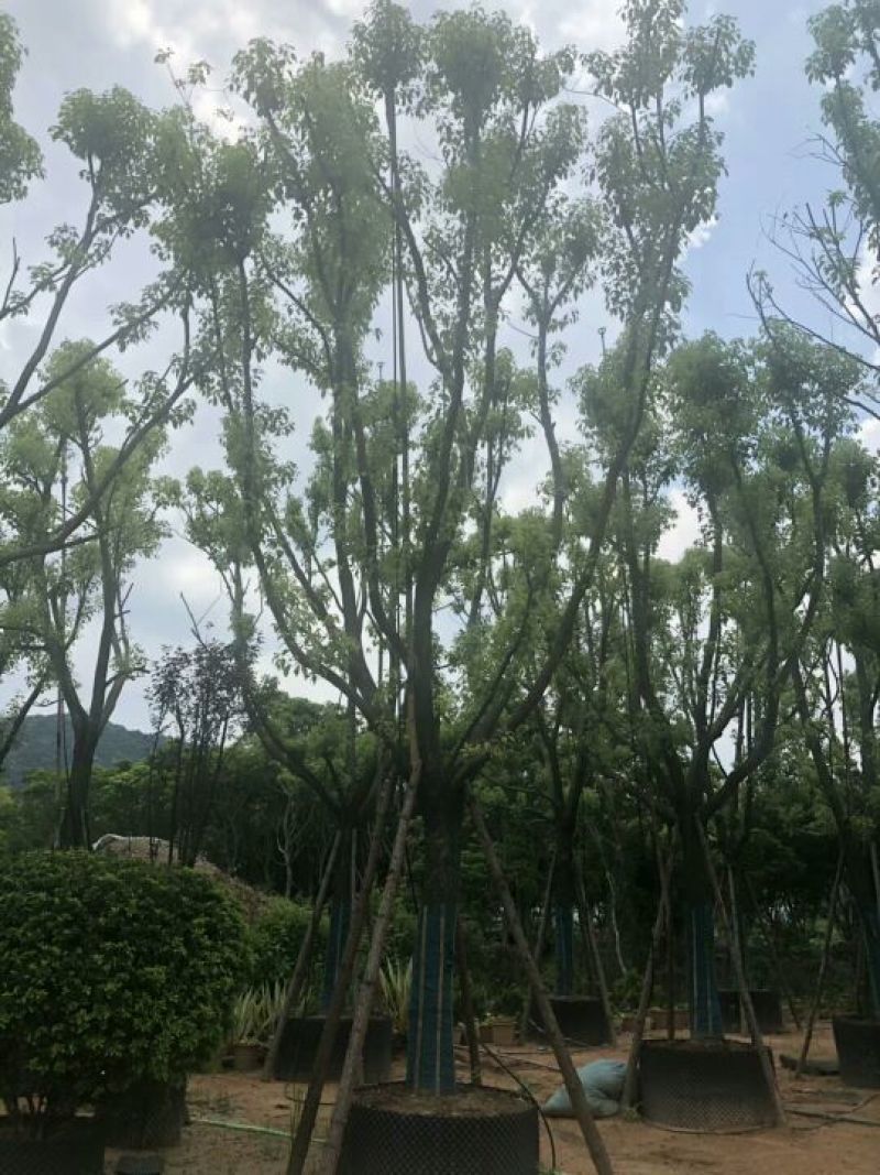 全冠香樟，骨架香樟18-20公分
