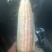 湖北天门甜水果玉米黄白相间大量有货欢迎采购