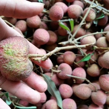 黑叶荔枝
