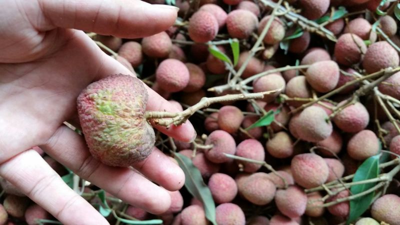 黑叶荔枝