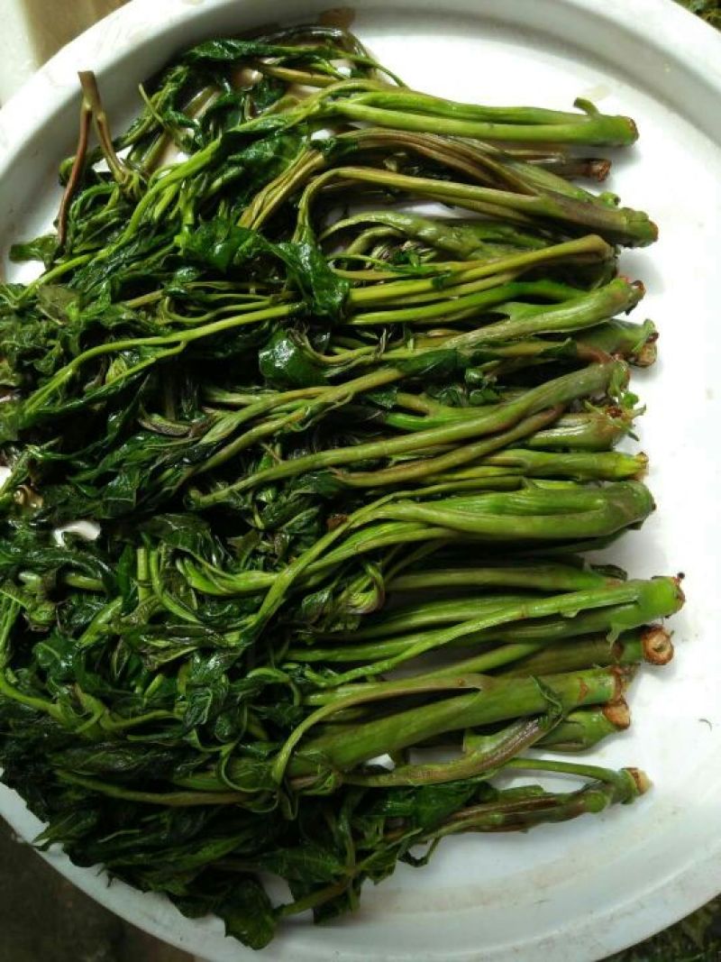 鲜香椿芽