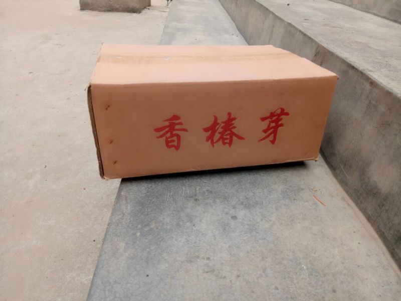 鲜香椿芽