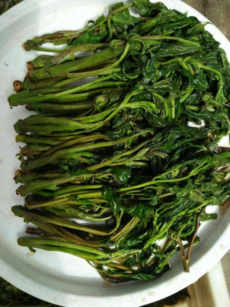 鲜香椿芽