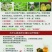 化橘红产地直发一手货源规格齐全，量大从优