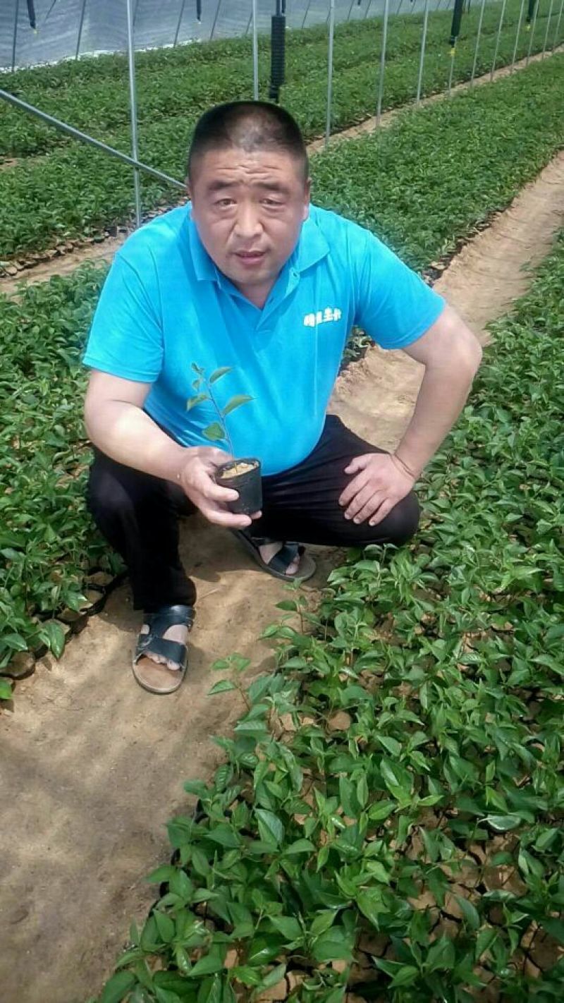 吉塞拉六号樱桃苗扦插苗开始出棚销售了
