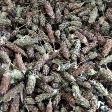 夏枯球