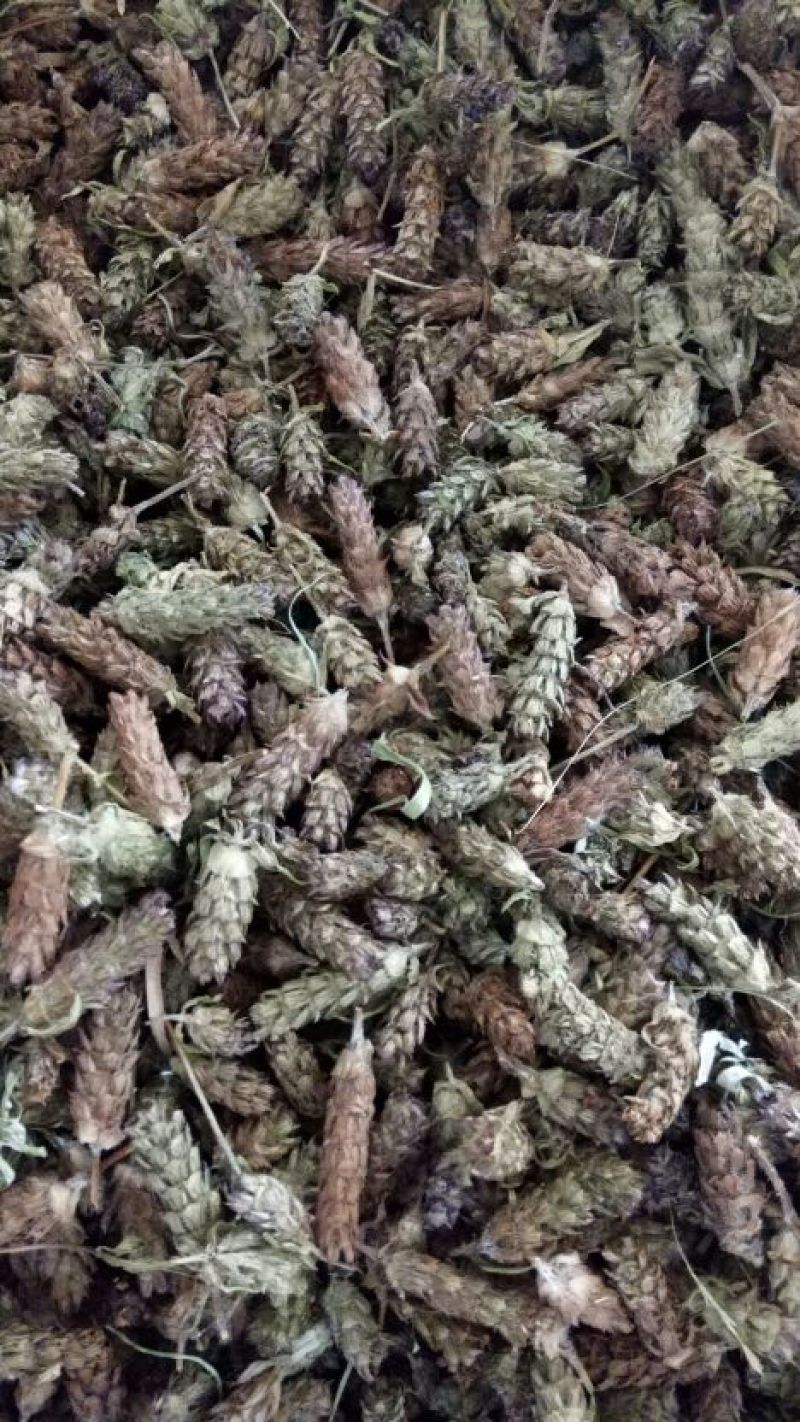 夏枯球