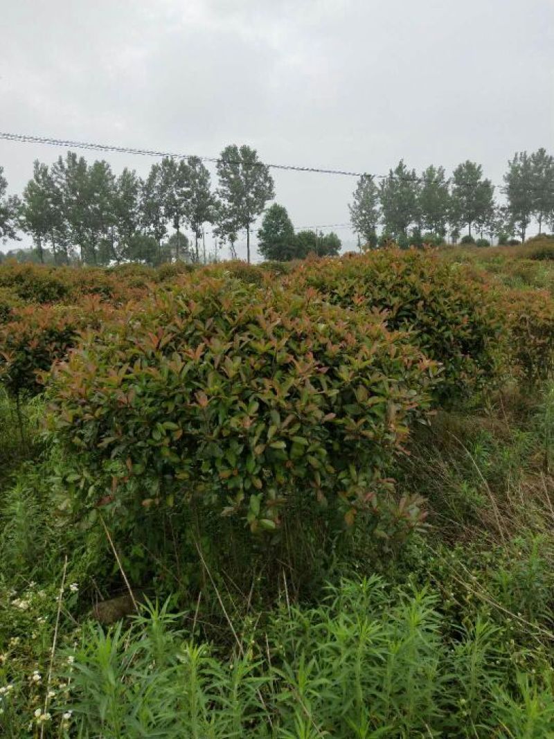 红叶石楠球处理