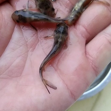 黄颡鱼苗杂交黄丫头苗
