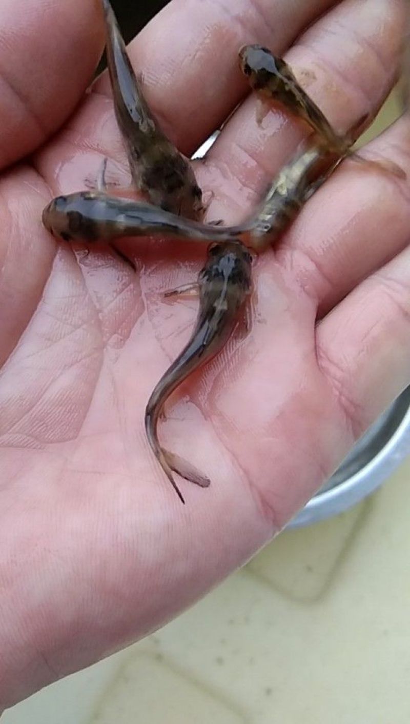 黄颡鱼苗杂交黄丫头苗