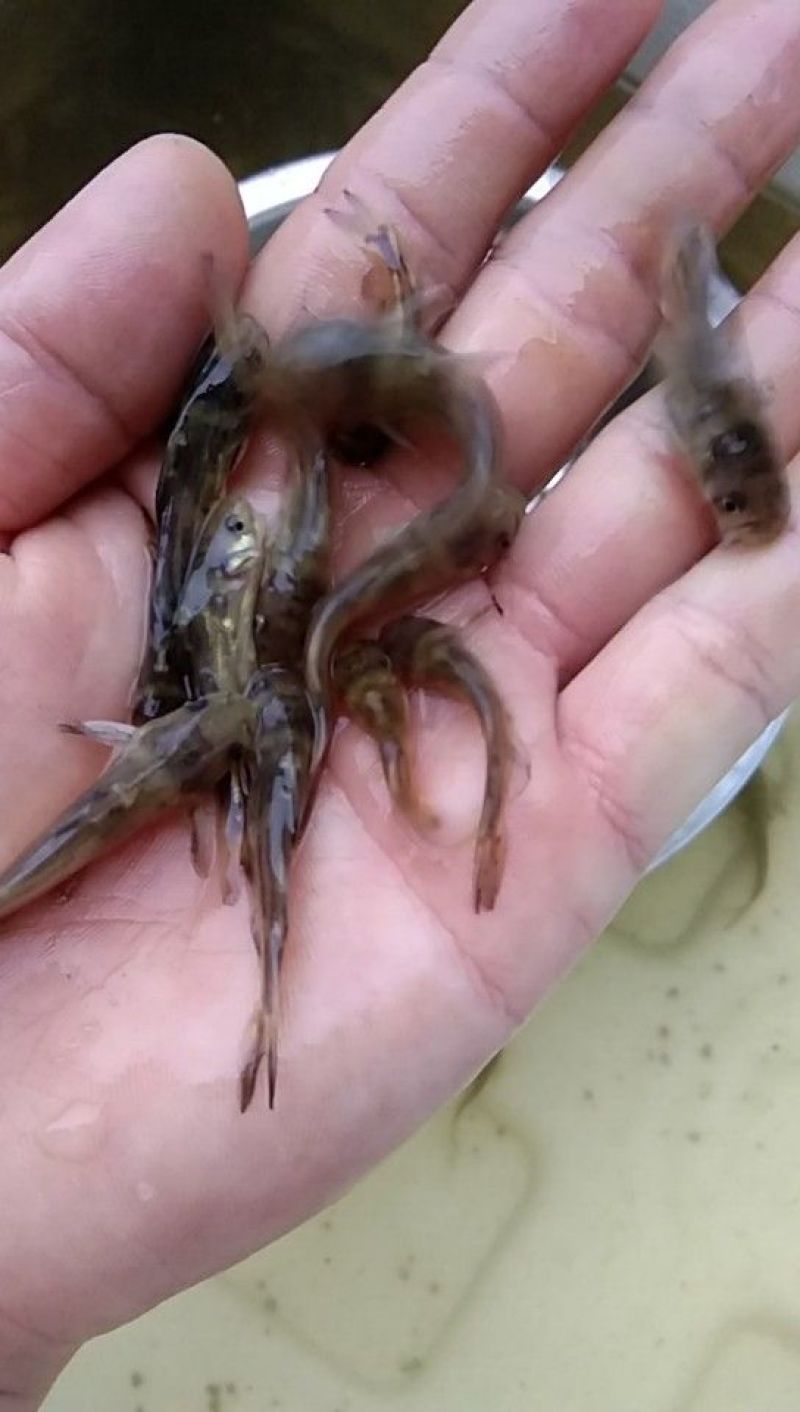 黄颡鱼苗杂交黄丫头苗