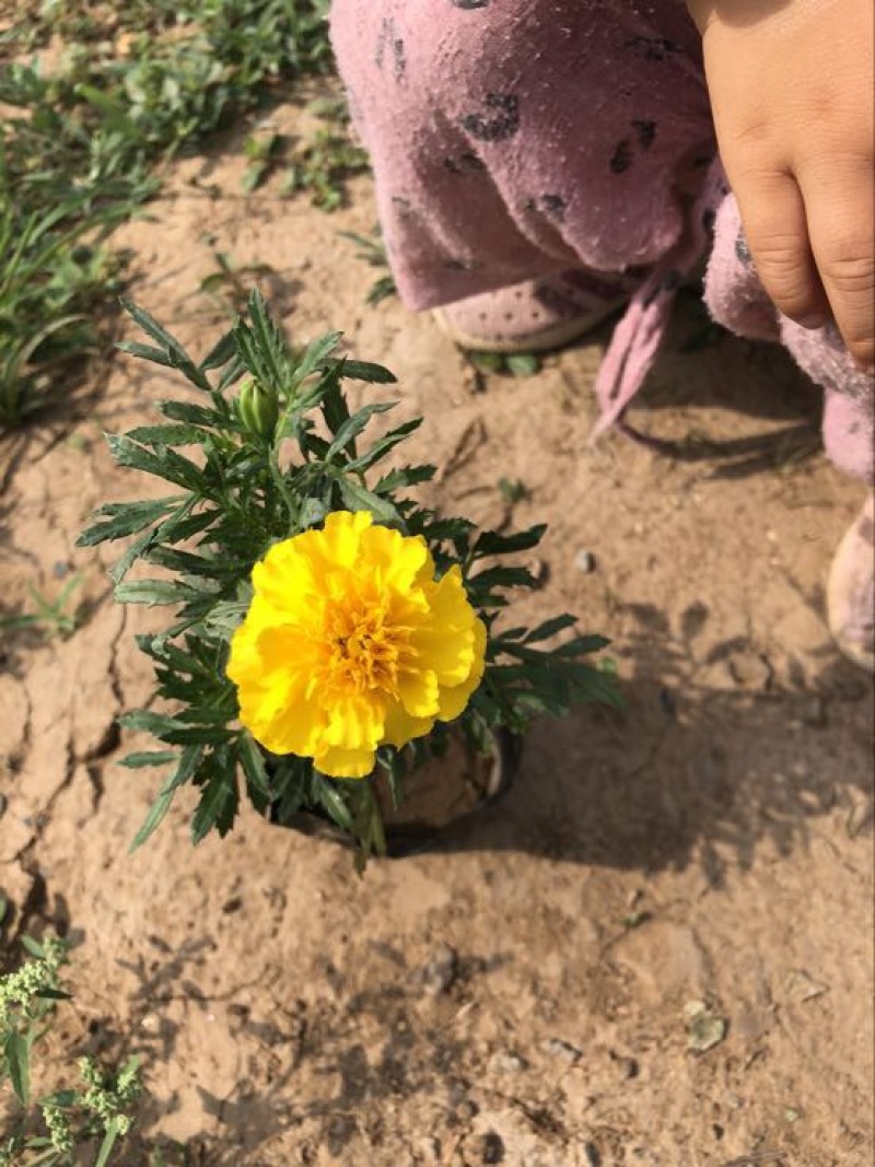 孔雀草基地直供质优价廉欢迎实地考察