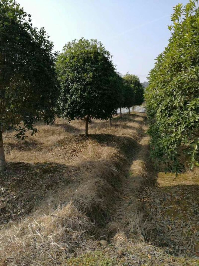 精品石楠柱，茶梅柱，金桂