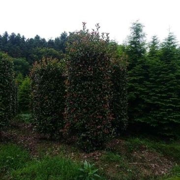 精品石楠柱，茶梅柱，金桂