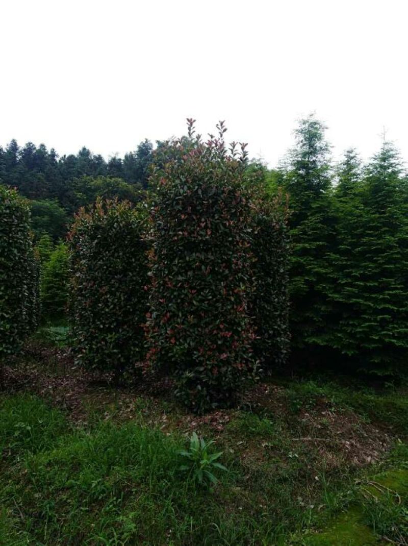 精品石楠柱，茶梅柱，金桂