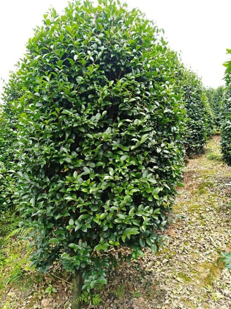 精品石楠柱，茶梅柱，金桂