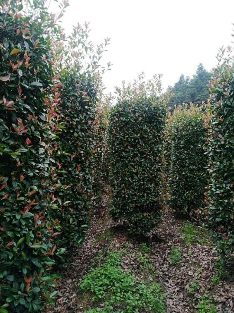精品石楠柱，茶梅柱，金桂