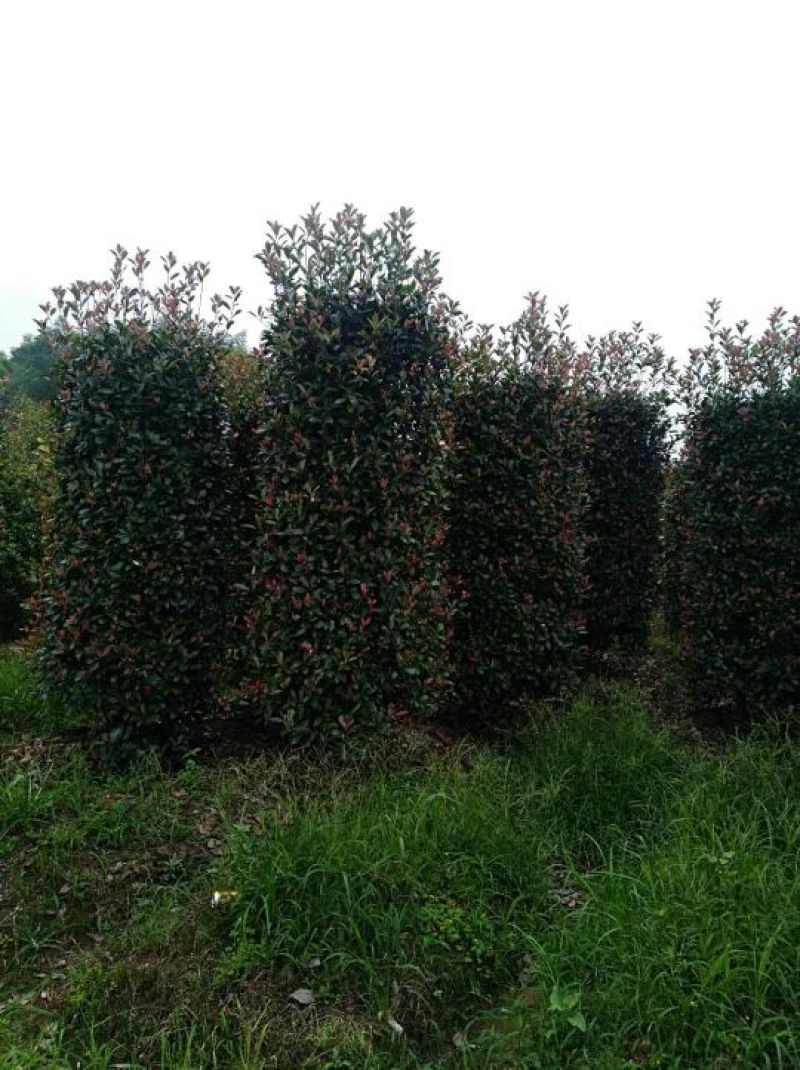 精品石楠柱，茶梅柱，金桂