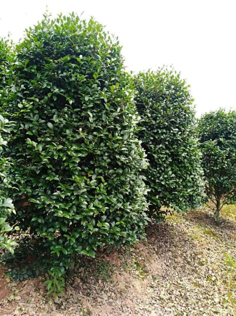 精品石楠柱，茶梅柱，金桂