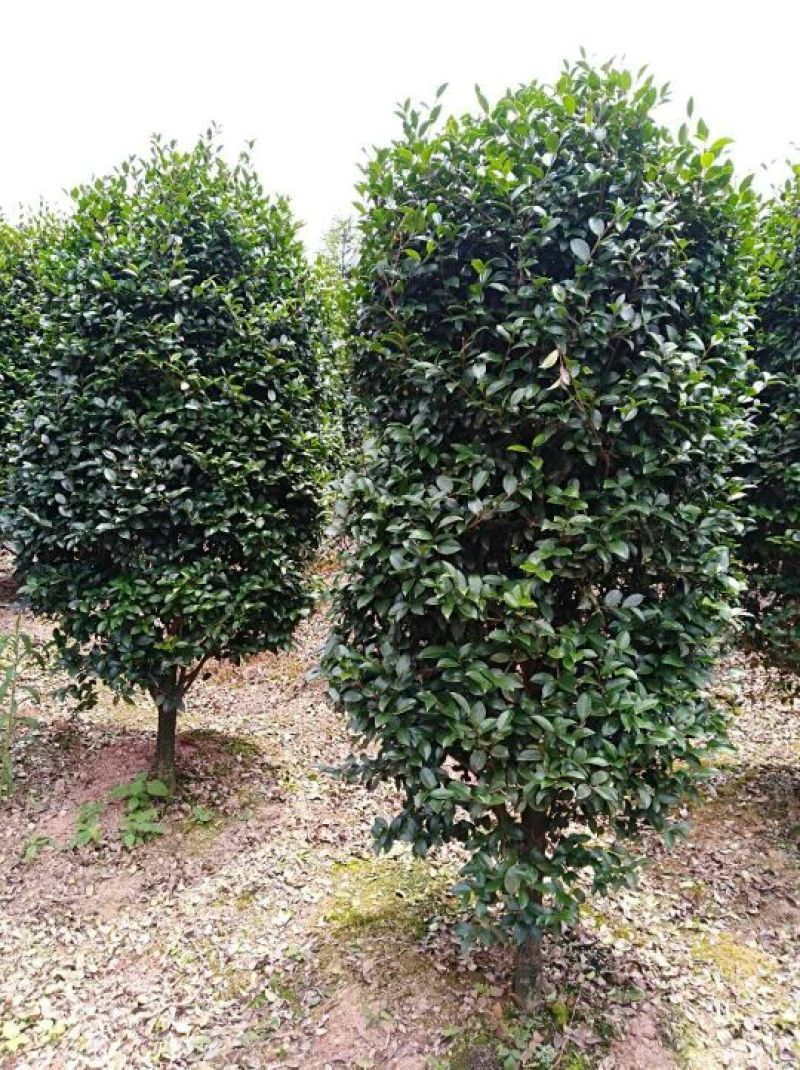 精品石楠柱，茶梅柱，金桂