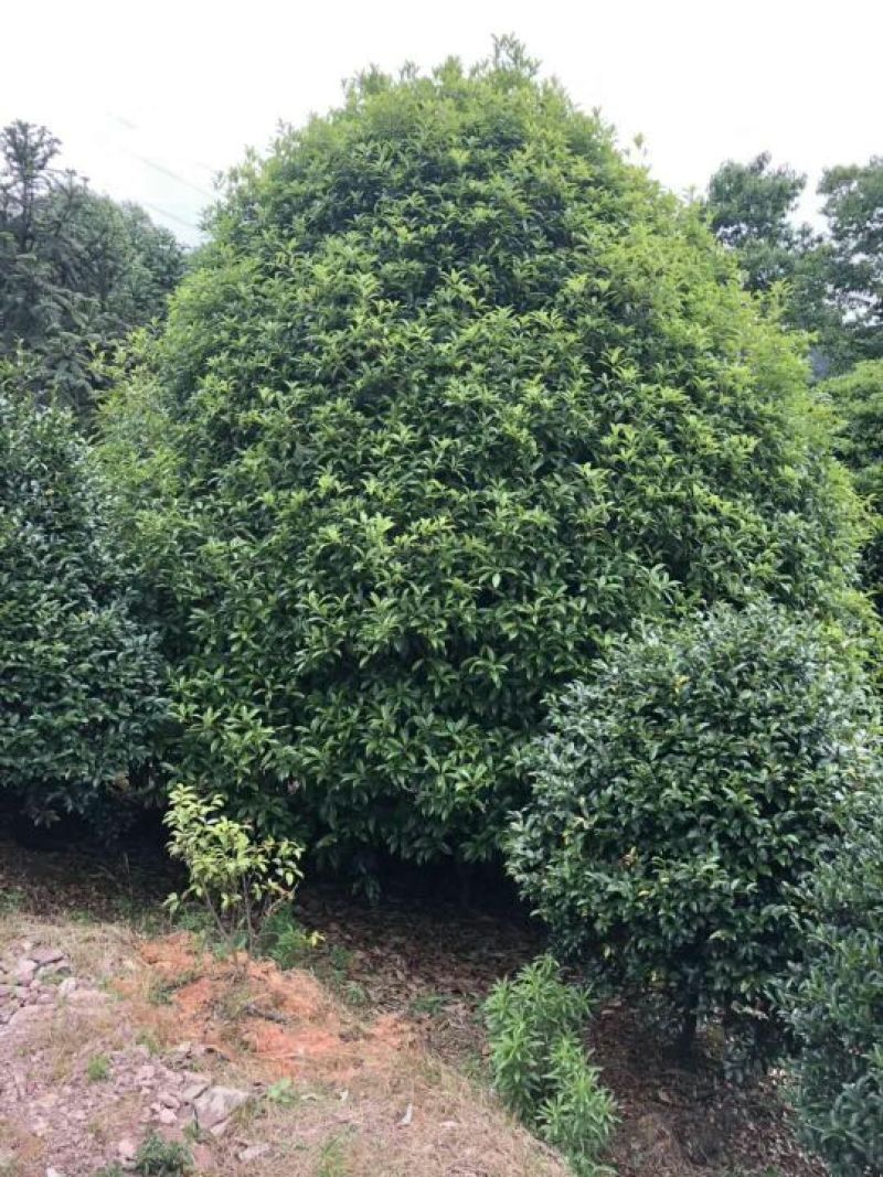 精品石楠柱，茶梅柱，金桂