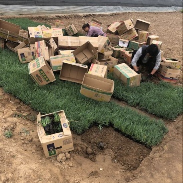 石竹基地直供质优价廉欢迎实地考察