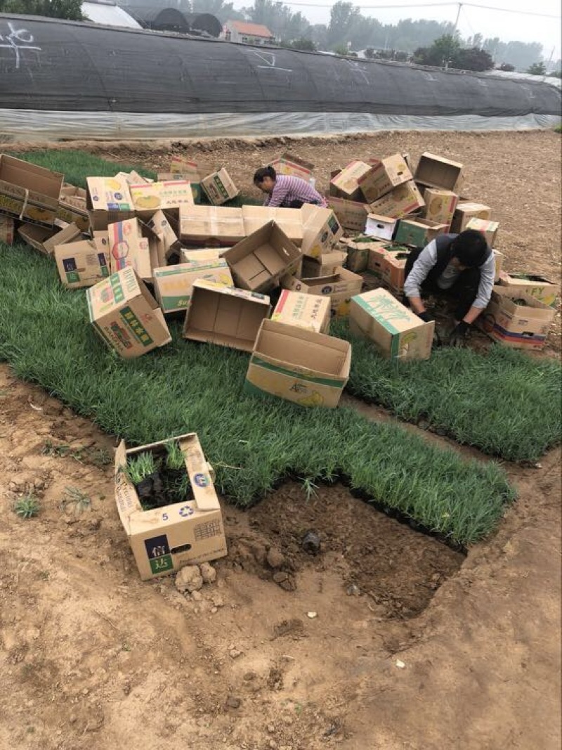 石竹基地直供质优价廉欢迎实地考察