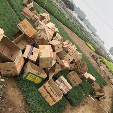 常夏石竹基地直供质优价廉欢迎实地考察
