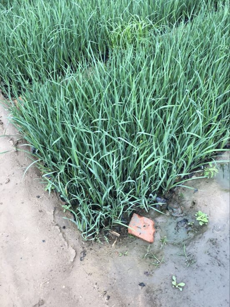 马蔺马蘭花基地直供质优价廉欢迎实地考察
