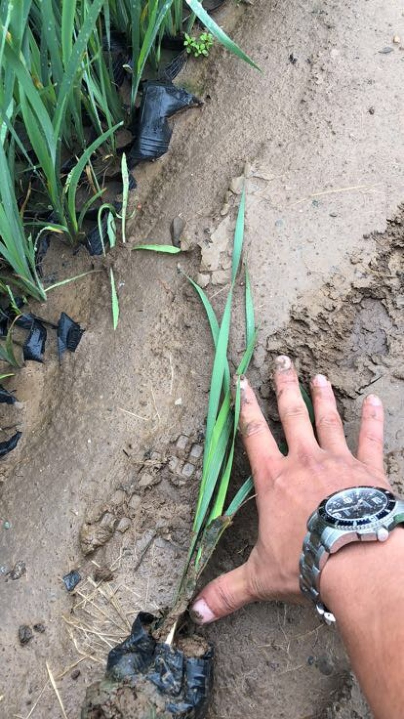 马兰马蘭基地直供质优价廉欢迎实地考察