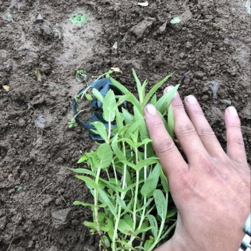千屈菜基地直供质优价廉欢迎实地考察