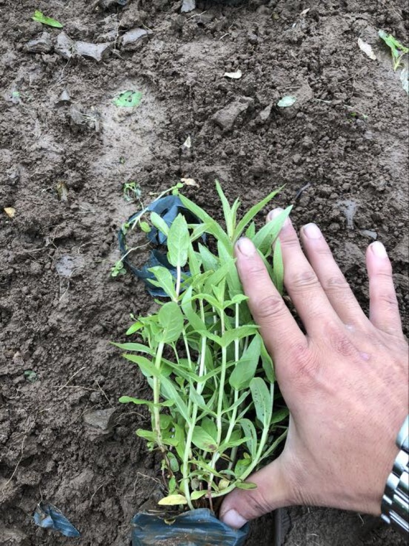千屈菜基地直供质优价廉欢迎实地考察