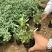 千屈菜基地直供质优价廉欢迎实地考察