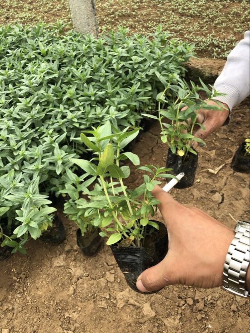 千屈菜基地直供质优价廉欢迎实地考察