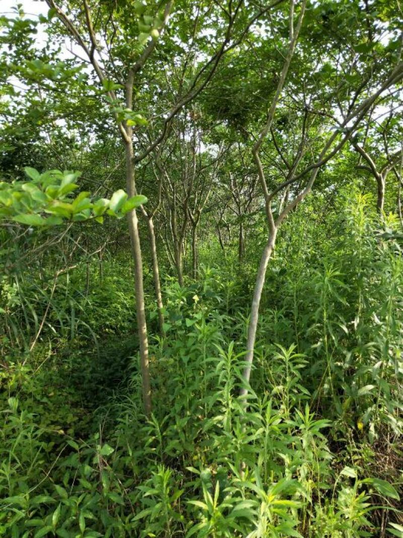 紫薇