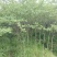 紫薇