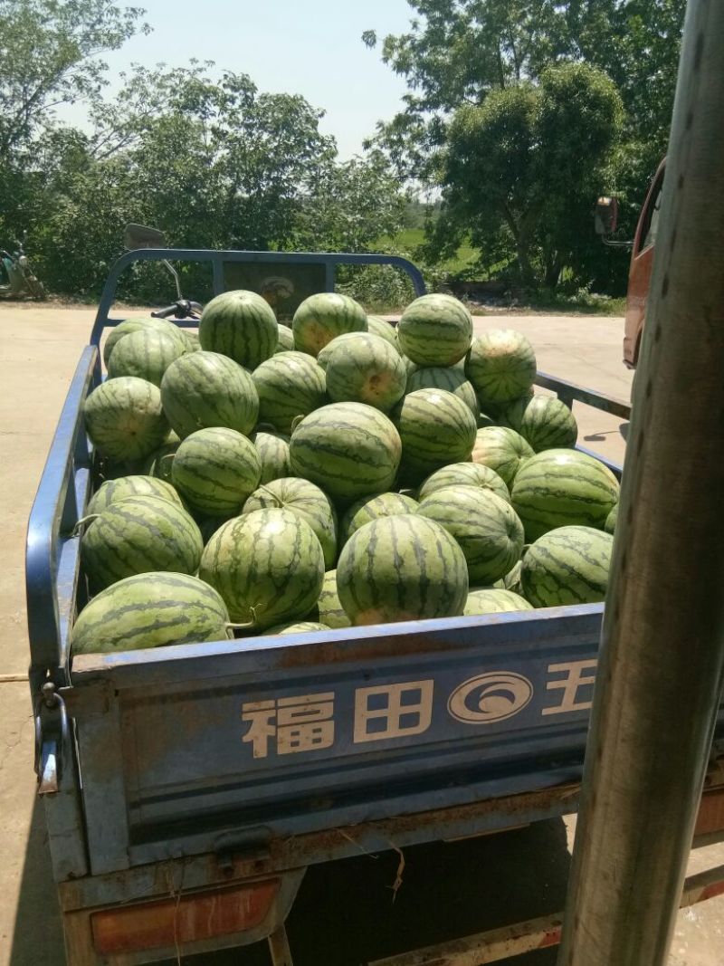 花皮西瓜