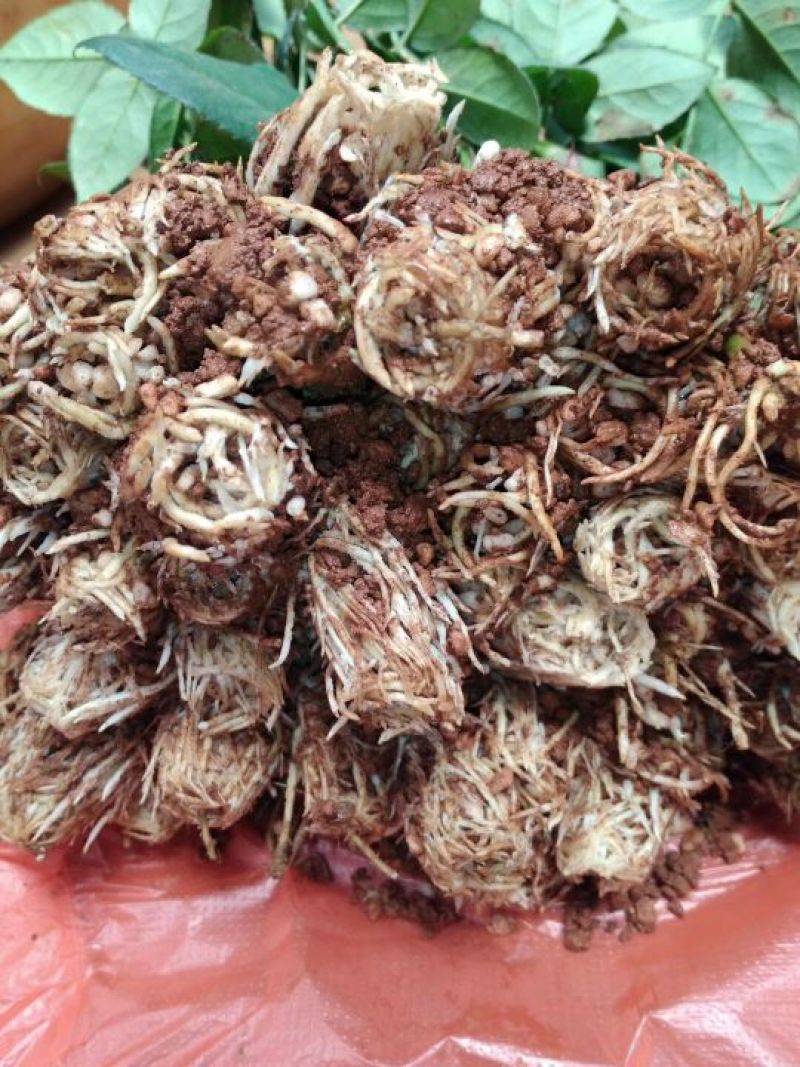 大花月季苗四季开花耐干旱易成活