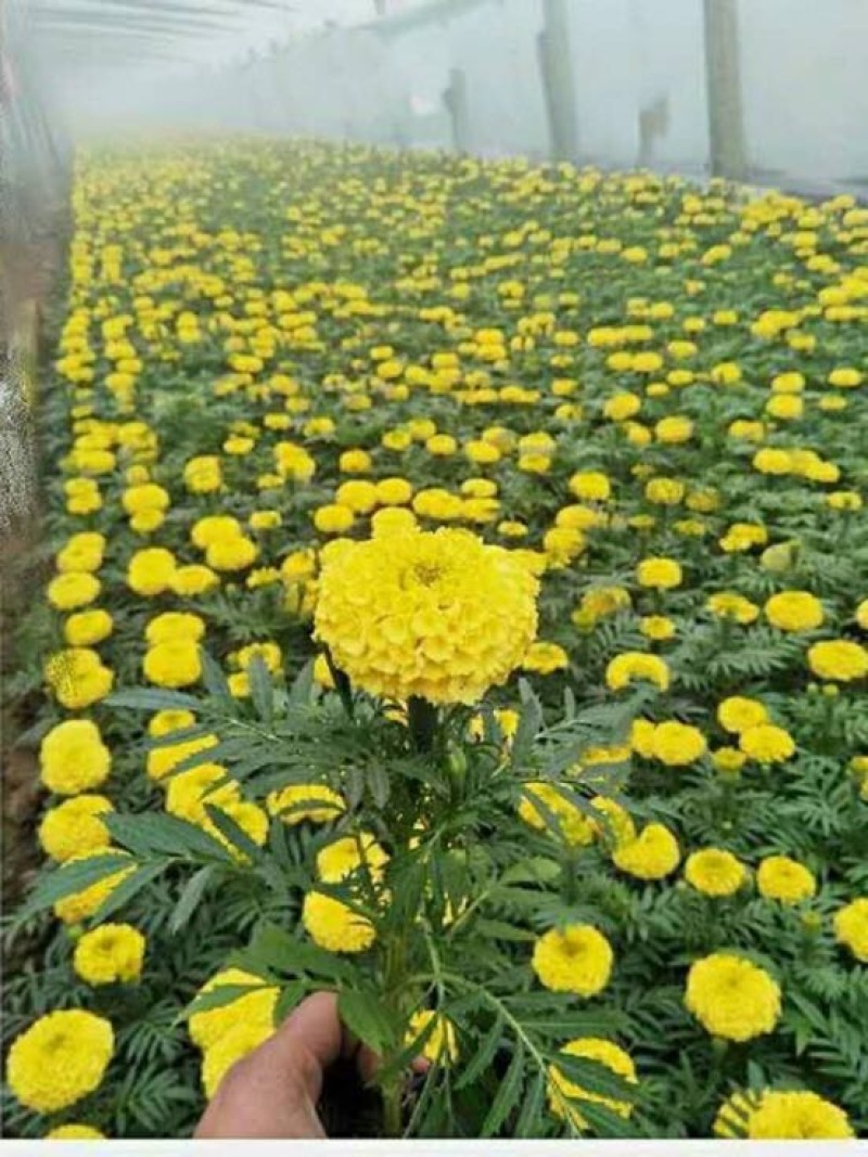 万寿菊基地直供质优价廉欢迎实地考察