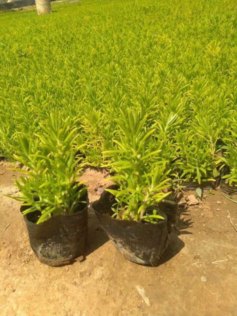 佛甲草基地直供质优价廉欢迎实地考察