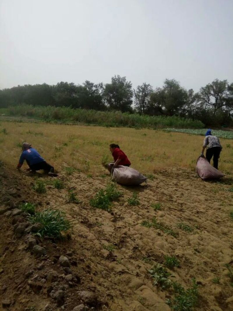 小茴香新疆吐鲁番孜然小茴香