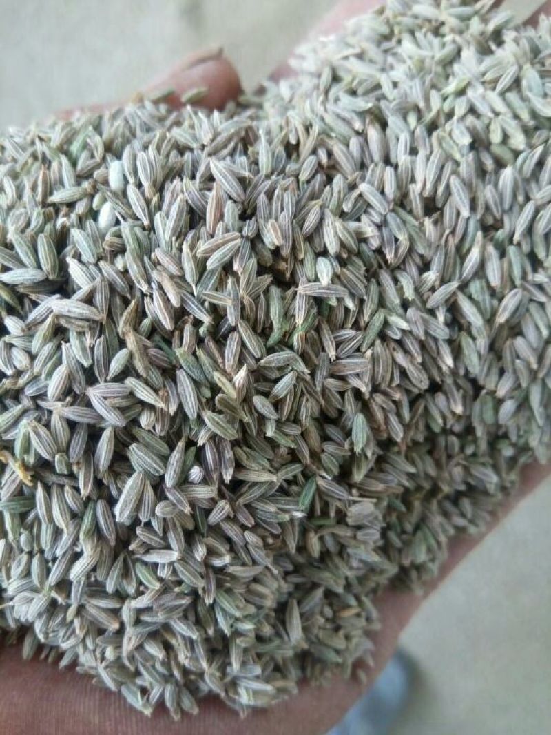 小茴香新疆吐鲁番孜然小茴香