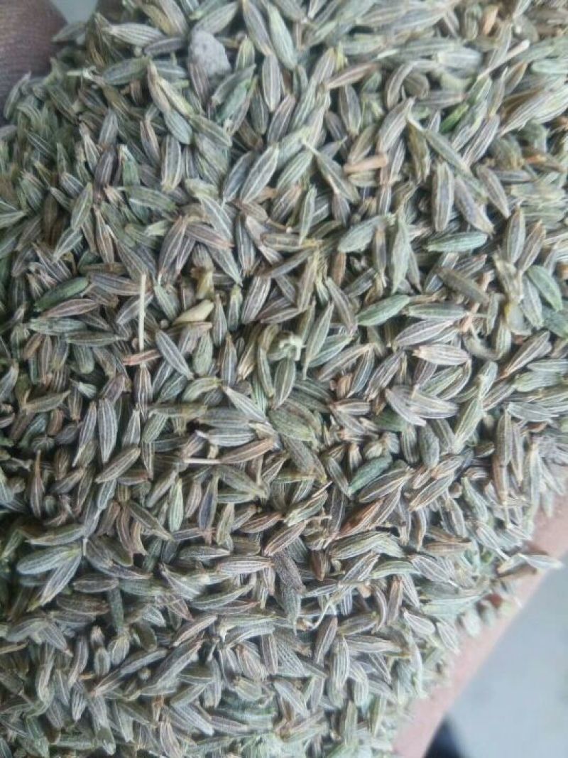 小茴香新疆吐鲁番孜然小茴香